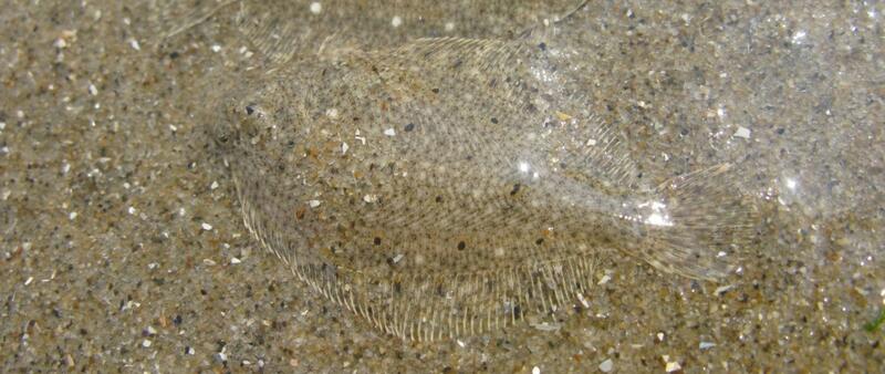 Juvenile plaice fish in shallow water blending in with the sandy mudflat. © Robbert Jak.