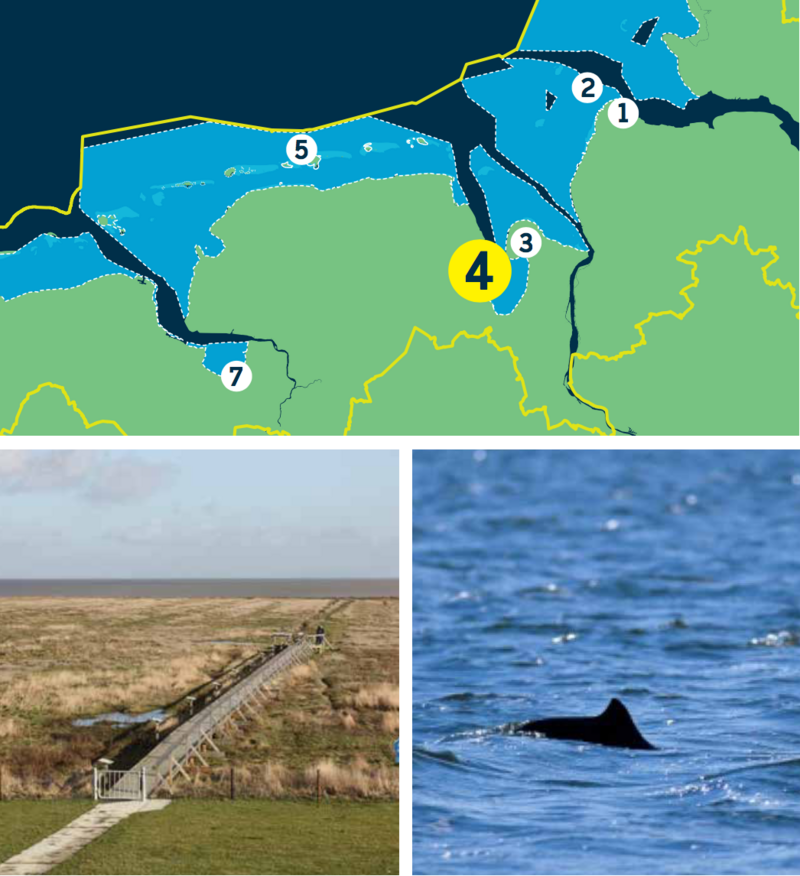 Compilation of a map of the Lower Saxon Wadden Sea and two pictures: wooden path across salt marsh ending in observation platform, back fin of harbour porpoise above water surface.