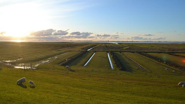 View on salt marsh from dike with a few sheep grazing. © Robert Zijstra/ RWS.