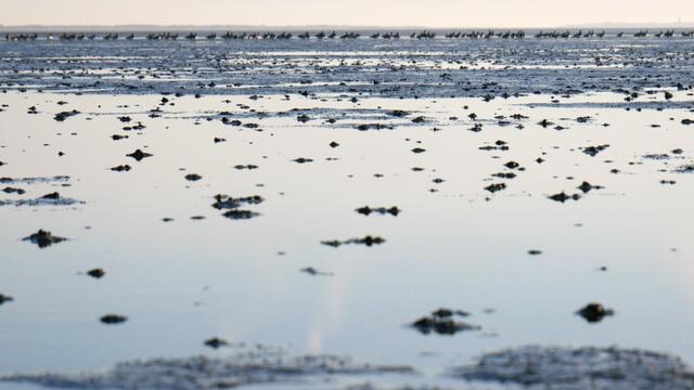 Mudflat with flock 